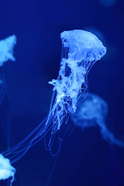 istock Neon blue jellyfish on a navy background. 1329900235