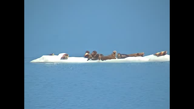 Alaskan sea seals on an iceberg of Columbia Glacier