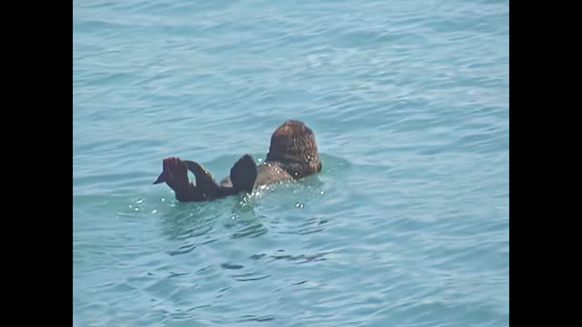 Alaskan sea otter swimming