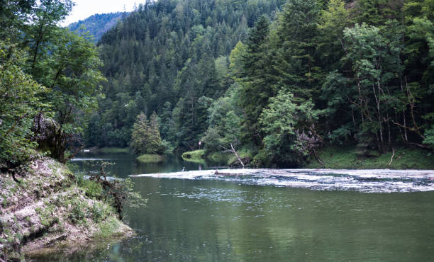 istock Atmospheric landscape with a wide river and coniferous forest in a mountain valley. Dramatic green landscape with pine trees on the slopes and ripples on the water surface. A beautiful wild place in the mountains. 1329902186