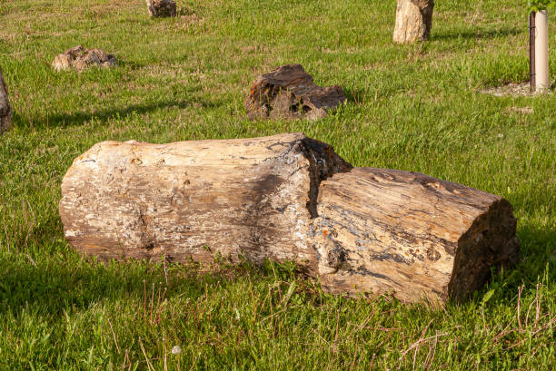 istock Display of Petrified tree trunk on grass, Badlands, SD, USA 1329903375
