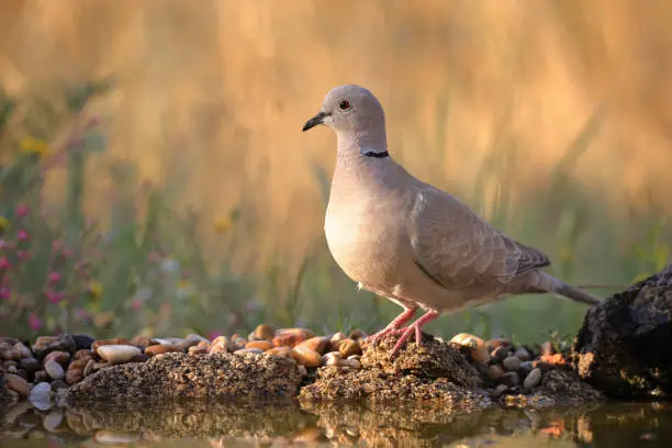 Eurasian collared dove (Streptopelia decaocto) perched on the ground with water