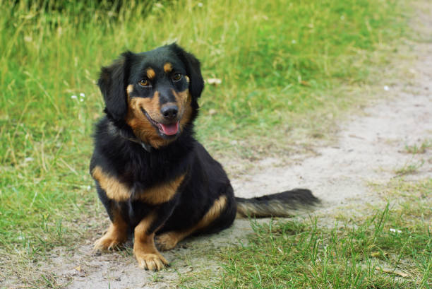 istock dog in nature sitting grass 1329905401