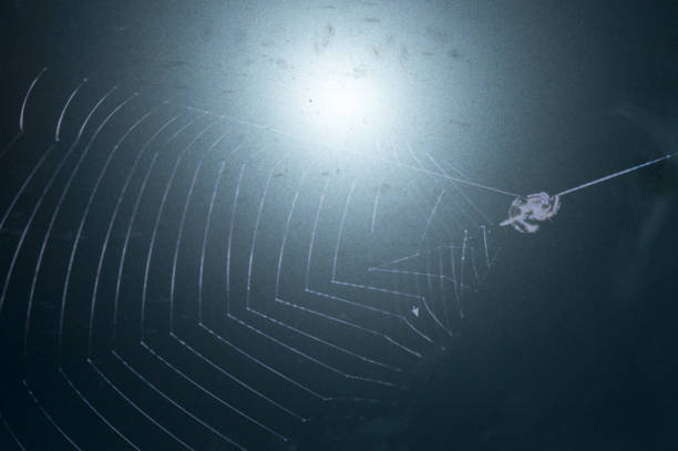 Slingshot Spider or Hyptiotes cavatus also known as the triangle weaver spider is an example of Lacking venom. Slingshot spider manages to weaponize its silk using it to hurl itself forward like a terrifying slingshot to trap its prey.