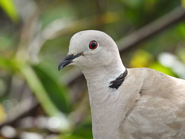 istock Eurasian Collared Dove (Streptopelia decaocto) - portrait 1329907305