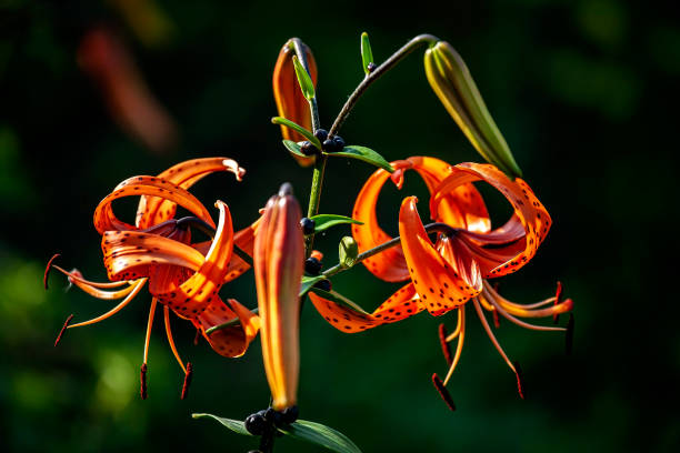 istock bright delicate orange tiger lily in the garden 1329907349