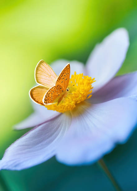beautiful white flower anemones in fresh spring morning on nature and orange butterfly on green background. - close up beauty in nature flower head flower imagens e fotografias de stock