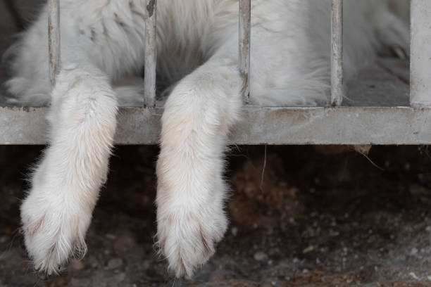 犬の足は鳥小屋のケージからロッドの間にぶら下がっています。動物虐待やペットの無責任の概念。犬の避難所や動物保護施設に捨てられた犬、コピースペース。 - animal rights organization ストックフォトと画像