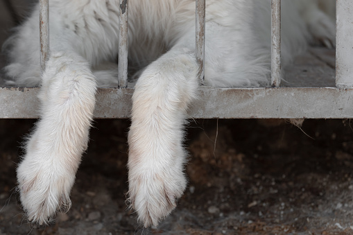 The dog's paws are hanging between the rods from the cage of the aviary. The concept of animal cruelty or pet irresponsibility. A dog abandoned in a dog shelter or animal shelter, copy space.