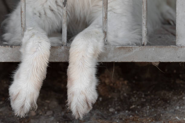 лапы собаки свисают между стержнями из клетки вольера. понятие жестокого обращения с животными или безответственности домашних животных. � - animal rights organization стоковые фото и изображения