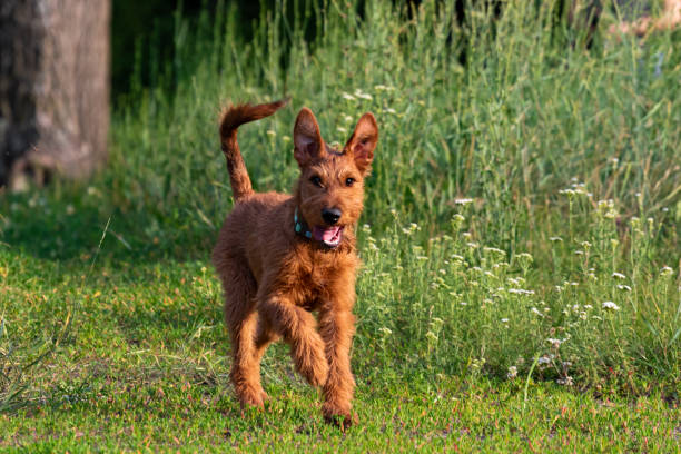 赤い色のアイルランドのテリアの子犬の面白いは、街の外の自然の中を散歩するために森の草の上を走ります。夏の公園でリードからペットを歩く。面白いと面白い動物。 - irish terrier dog running terrier ストックフォトと画像