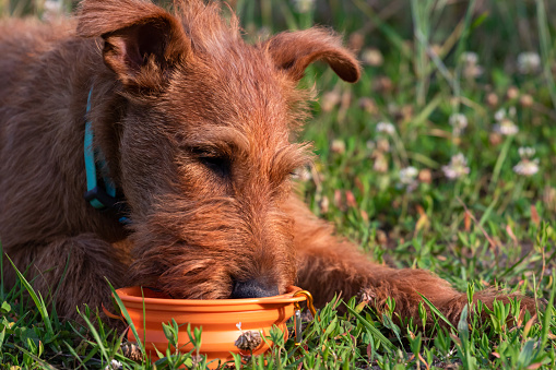 An Irish Terrier dog lies on the grass and drinks from a portable travel folding bowl. A red-colored puppy is drinking on a walk in the park on a blurred background in the summer in the heat.
