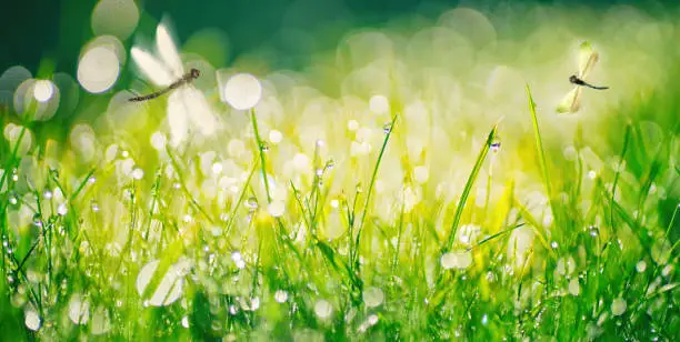 Photo of Fresh grass and sparkling drops of morning dew in warm sunlight.