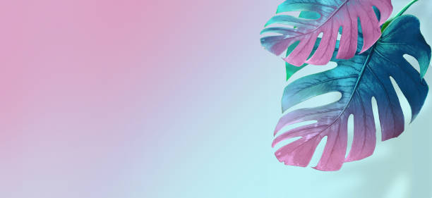 istock Tropical leaves in bright creative pink and blue colors. 1329907680