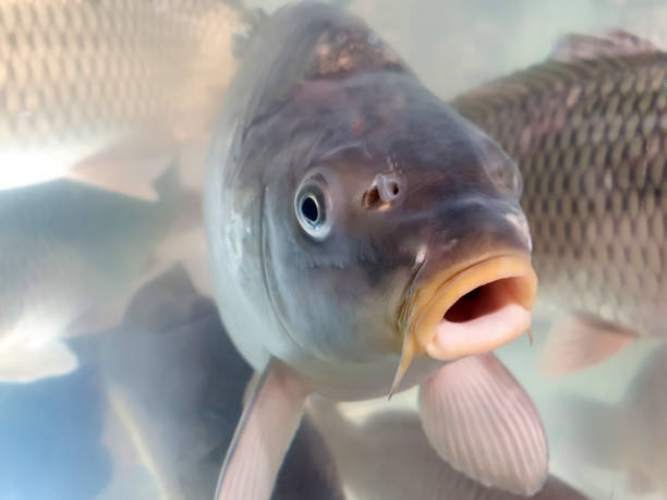 Carp with open mouth in supermarket or store aquarium. Closeup. Carp with open mouth in supermarket or store aquarium. Closeup. carp stock pictures, royalty-free photos & images