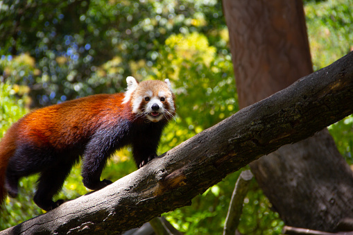 Smiling red panda passing by tree branch.