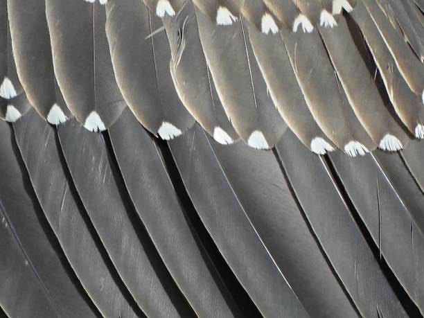 istock Yellow-Crowned Night-Heron (Nyctanassa violacea) juvenile feathers 1329909479