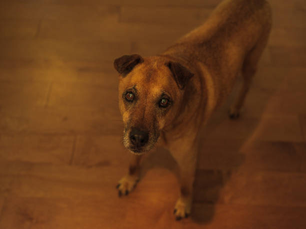 istock Brown dog staring up with concerned expression. Brown animal on brown maple floor background. 1329909577