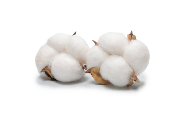 istock Cotton flower branch isolated on white background. 1329911234