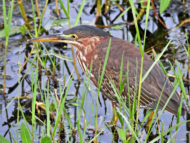 istock Green Heron (Butorides virescens) foraging in the wetlands 1329911301