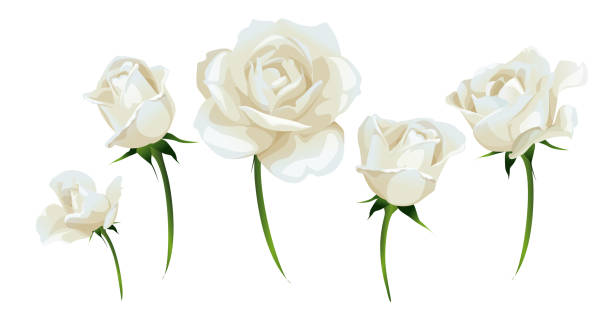istock White roses and rosebud side-view isolated on white vector illustration. Naturalistic white flower set in vector. 1329911370