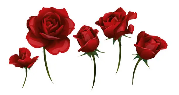 Vector illustration of Red roses and rosebud side-view isolated on white vector illustration.