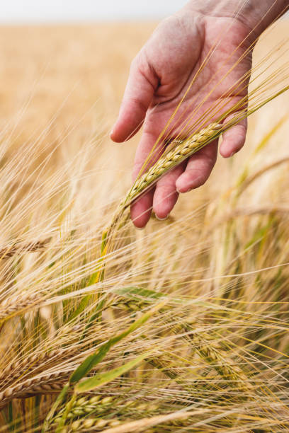 istock Farmer examining barley field 1329911563