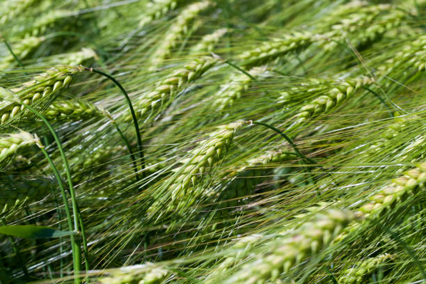 istock rye field with green unripe rye spikelets 1329912296