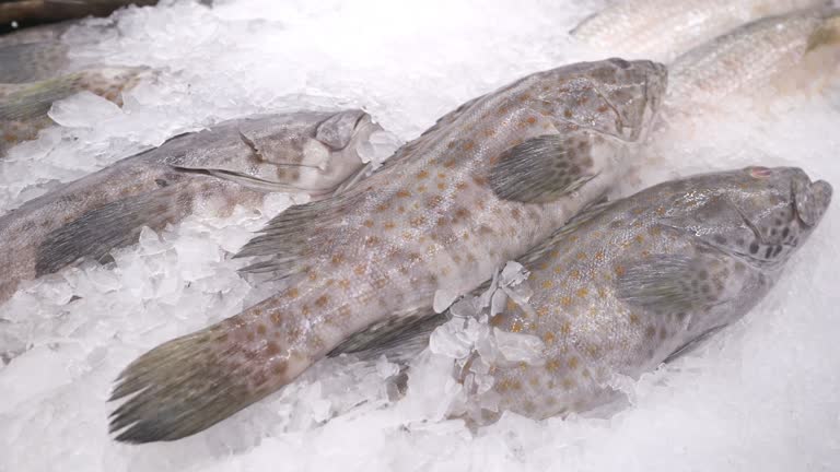 Fresh grouper fish on ice in supermarket at the fish market.