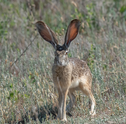 A black tailed Jack Rabbit shows off its ears