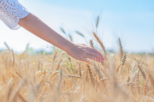 close-up of a girl's hand touches ripe ears of wheat on a field on a sunny day.