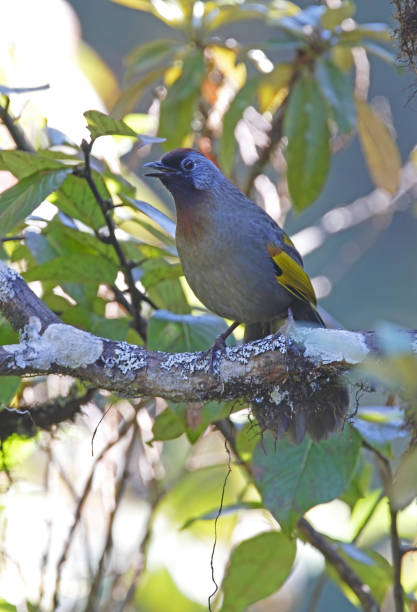 silver-eared laughingthrush - jungle babbler imagens e fotografias de stock