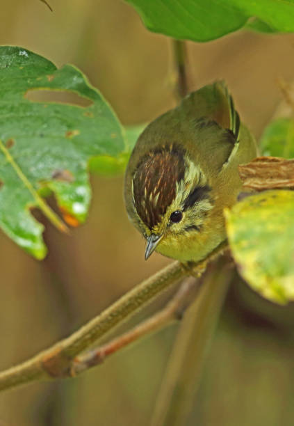 rufous-winged fulvetta - jungle babbler imagens e fotografias de stock