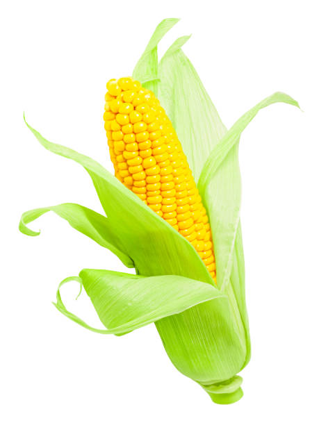 istock ear of corn isolated on white background 1329916281