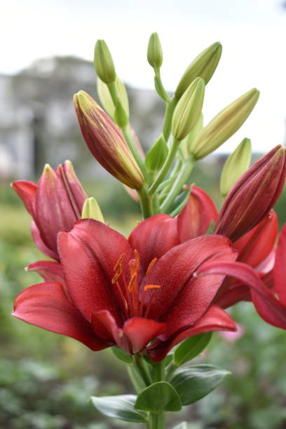 릴리 코랄로 la 하이브리드 밝은 붉은 꽃 에 정원 - asiatic lily 뉴스 사진 이미지
