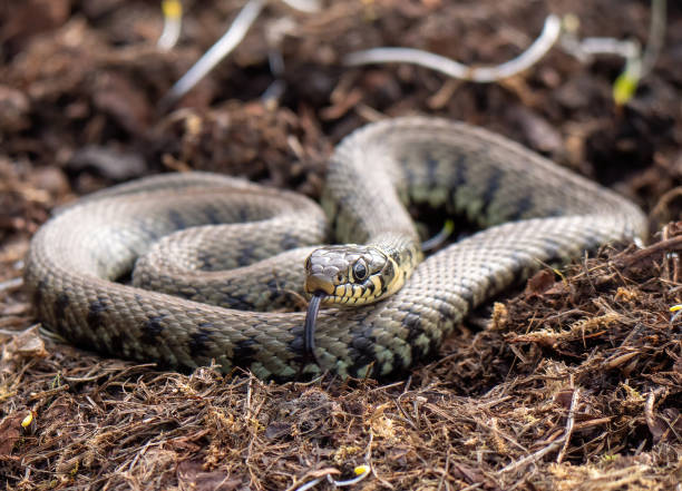 pospolity wąż trawiasty - water snake zdjęcia i obrazy z banku zdjęć