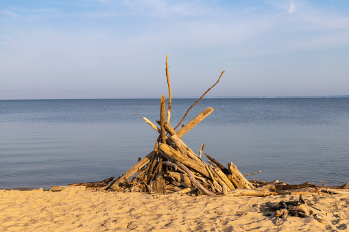 Old tree trunks and branches of dead trees have swum to a natural swimming beach on the bank of Berdski Bay in Siberia. Old wood is being prepared for a campfire, copy space
