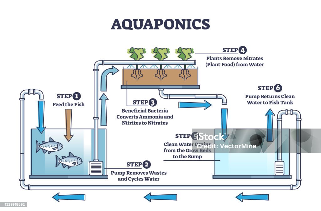 Aquaponics Food Production With Hydroponics Plants And Fishes Outline ... Biology Diagrams