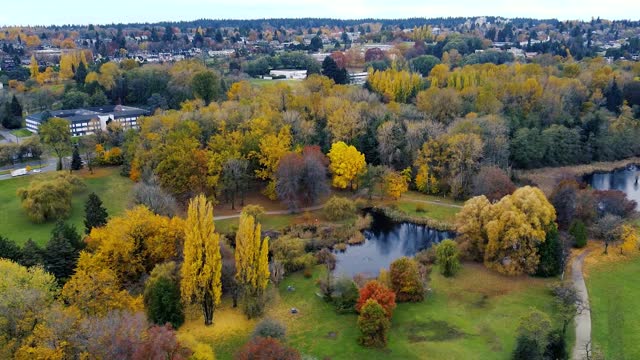 Fly over small lake in the park with yellow, red and green trees in Canada