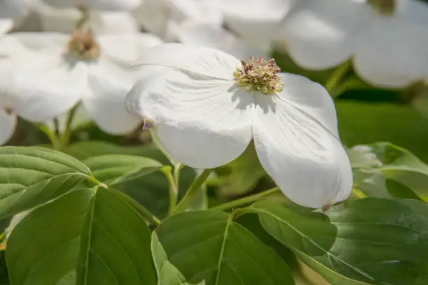 Nature Spring Background - White Dogwood blossom closeup - selective focus - beautiful and delicate