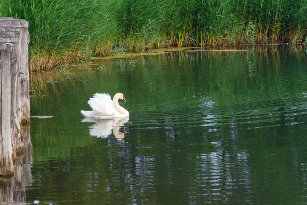 istock White beautiful swan on the pond. 1329920731