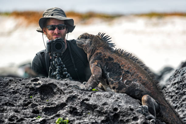 iguana de galápagos y fotógrafo de vida silvestre de naturaleza turística tomando foto - marine iguana fotografías e imágenes de stock