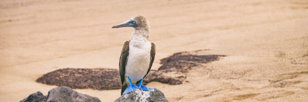 Blue-footed Booby - Iconic famous galapagos wildlife Blue-footed Booby - Iconic and famous galapagos animals and wildlife. Blue footed boobies are native to the Galapagos Islands, Ecuador, South America. sula nebouxii stock pictures, royalty-free photos & images