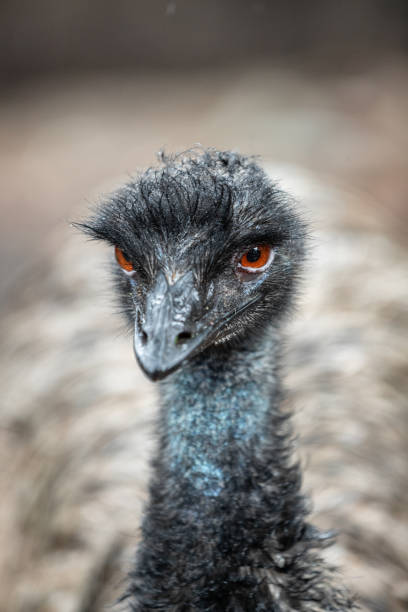 istock Emu closeup in the wild 1329920927
