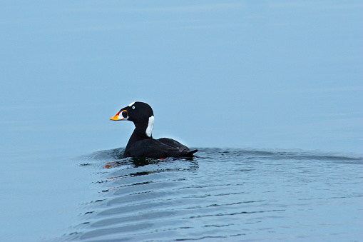 The Surf Scoter (Melanitta perspicillata) is a large North American sea duck native to North America. The male is completely black except for white patches on the forehead and the back of the neck. It has a large orange and white bill and a yellow eye. The female is uniformly brown and has a paler yellow eye. The surf scoter dives for crustaceans and mollusks. Mussels are an important part of their diet. Surf scoters breed in Northern Canada and Alaska and winter along the Pacific and Atlantic coasts. This male surf scoter was photographed swimming in Puget Sound near Vashon Island, Washington State, USA.