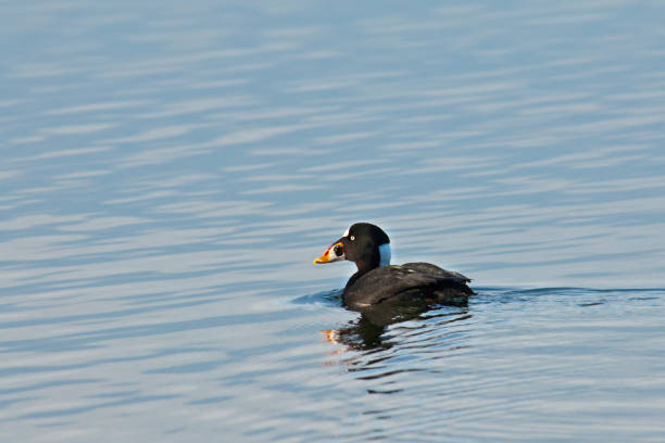 Male Surf Scoter The Surf Scoter (Melanitta perspicillata) is a large North American sea duck native to North America. The male is completely black except for white patches on the forehead and the back of the neck. It has a large orange and white bill and a yellow eye. The female is uniformly brown and has a paler yellow eye. The surf scoter dives for crustaceans and mollusks. Mussels are an important part of their diet. Surf scoters breed in Northern Canada and Alaska and winter along the Pacific and Atlantic coasts. This male surf scoter was photographed swimming in Puget Sound near Vashon Island, Washington State, USA. jeff goulden puget sound stock pictures, royalty-free photos & images