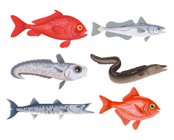ilustraciones, imágenes clip art, dibujos animados e iconos de stock de conjunto de diferentes peces de dibujos animados sobre fondo blanco. colección de mariscos. - fish prepared fish fishing bass