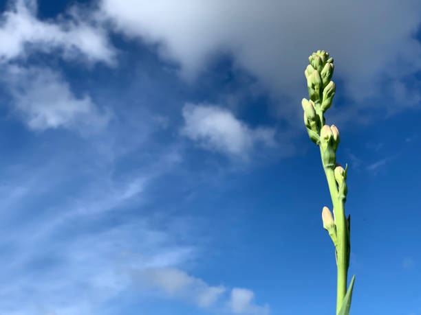 Single tuberose flower growing on blue sky clouds background. Still life concept with copy space. Spring flower backgrounds. Single tuberose flower head on blue summer sky backgrounds.