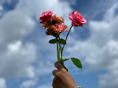 Rose in hand. Person holding red pink roses in hand on blue sky and white clouds background. Copy space. Spring or summer flower concept backgrounds. Hope and forgiveness concepts.