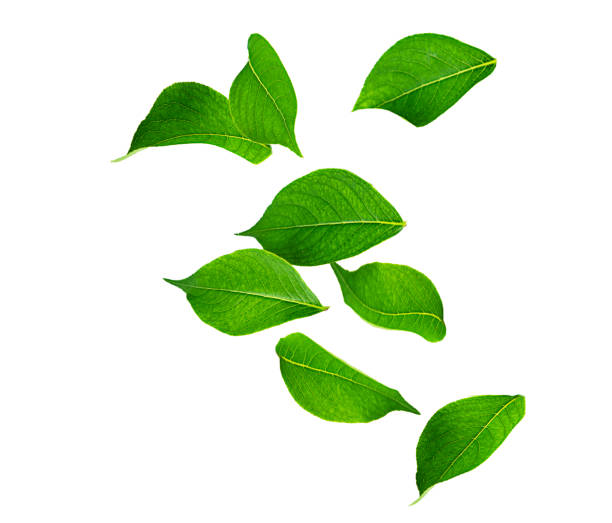 istock Falling green leaves isolated on white background. 1329923272